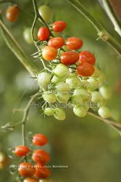 Image du Maroc Professionnelle de  Avec l'introduction des cultures sous abris serres, la région de Dakhla est devenue en très peu de temps célèbre pour ces productions de fruits et légumes destinés à l’export.  Sous d’immenses serres, la production des tomates en grappes bénéficie d’un climat phénoménalement ensoleillé, tempéré et régulier, Mardi 21 Novembre 2006. (Photo / Abdeljalil Bounhar)